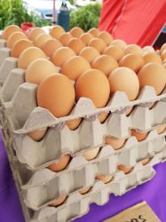 Farm fresh Willow Zen eggs